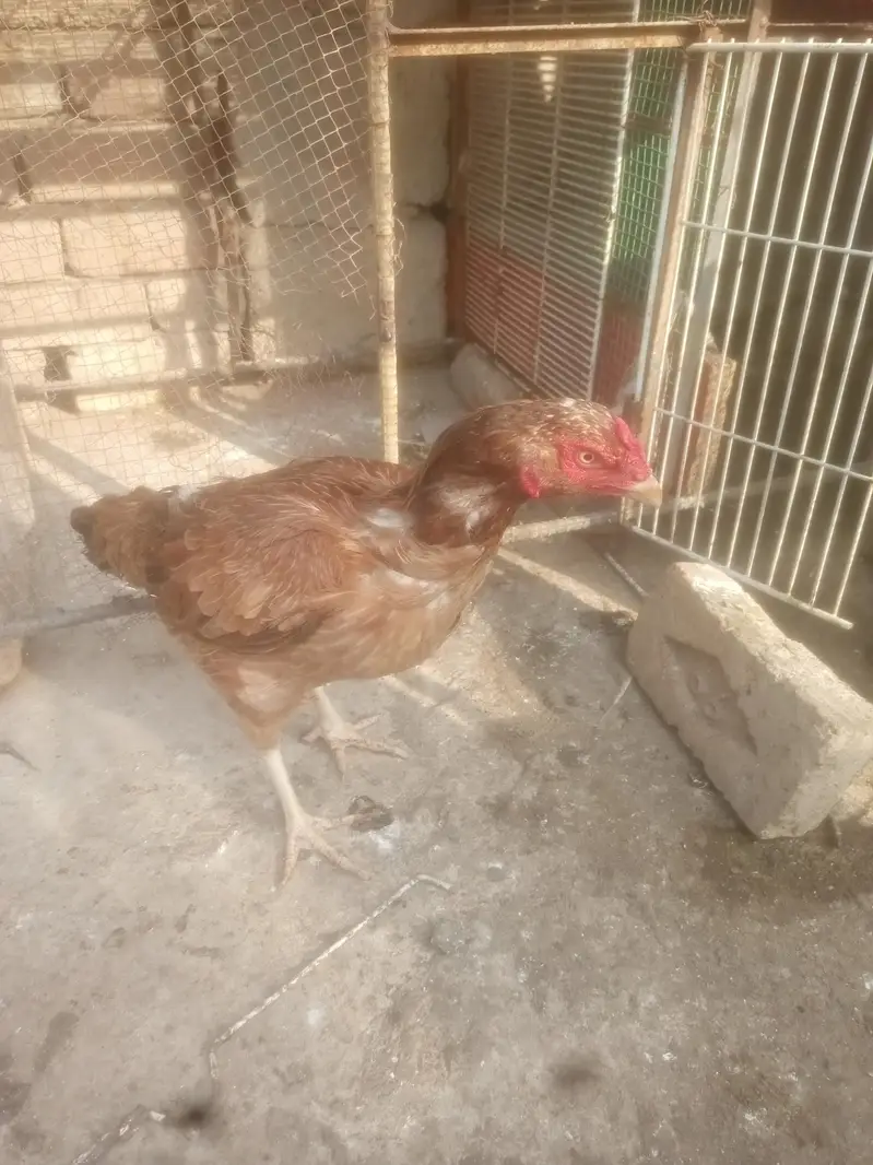 Aseel Murgiya For Sale — photo 12