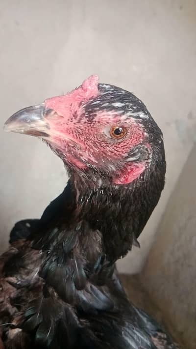 3 Supreme Quilaty Hens Available from Burmi, Pakoy & Vietnam bloodline