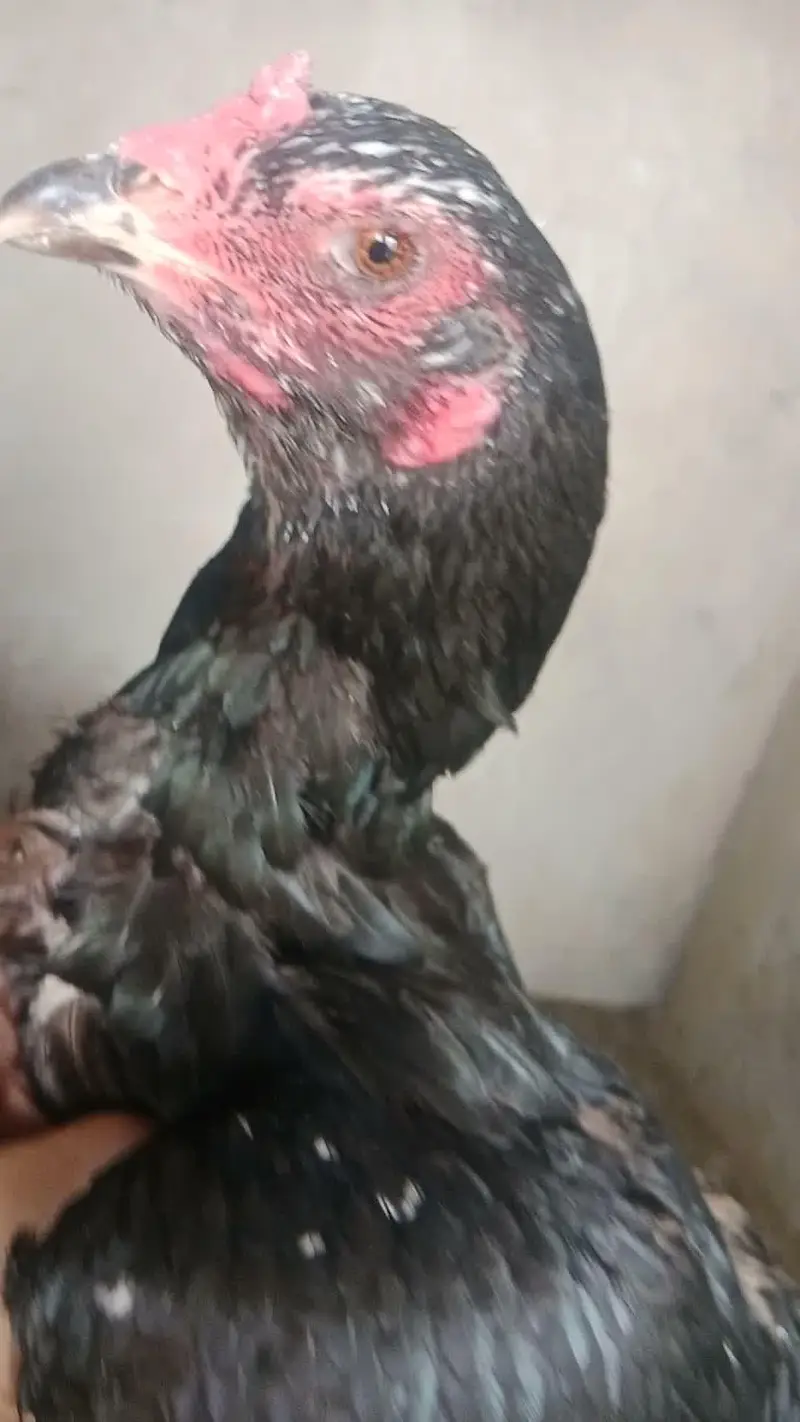 3 Supreme Quilaty Hens Available from Burmi, Pakoy & Vietnam bloodline — photo 2