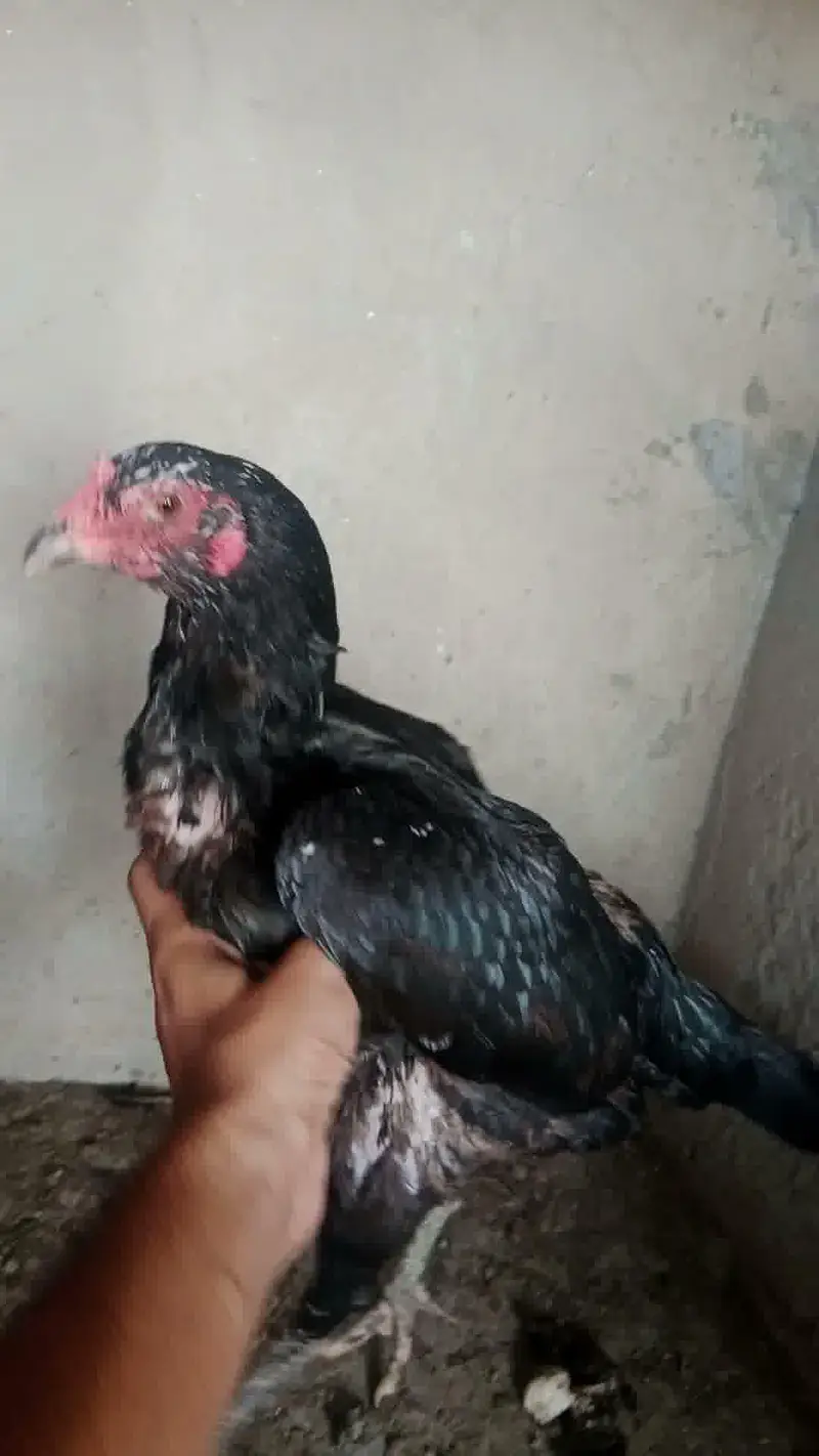 3 Supreme Quilaty Hens Available from Burmi, Pakoy & Vietnam bloodline — photo 3