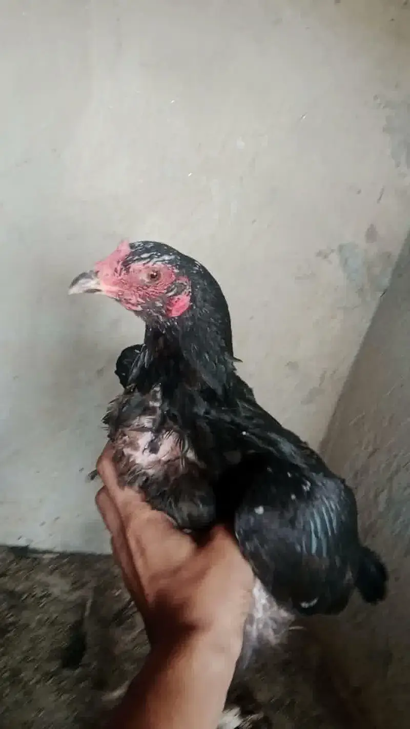 3 Supreme Quilaty Hens Available from Burmi, Pakoy & Vietnam bloodline — photo 4