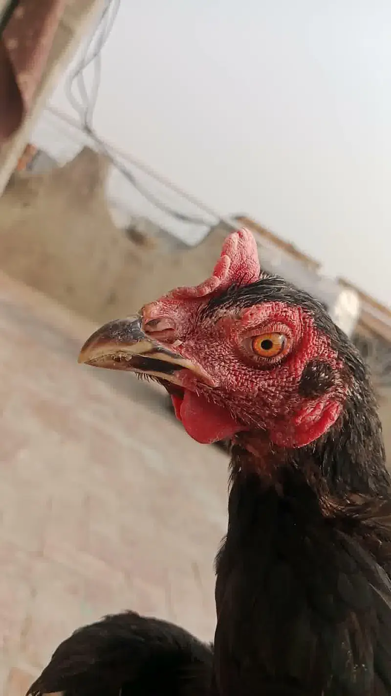 3 Supreme Quilaty Hens Available from Burmi, Pakoy & Vietnam bloodline — photo 5