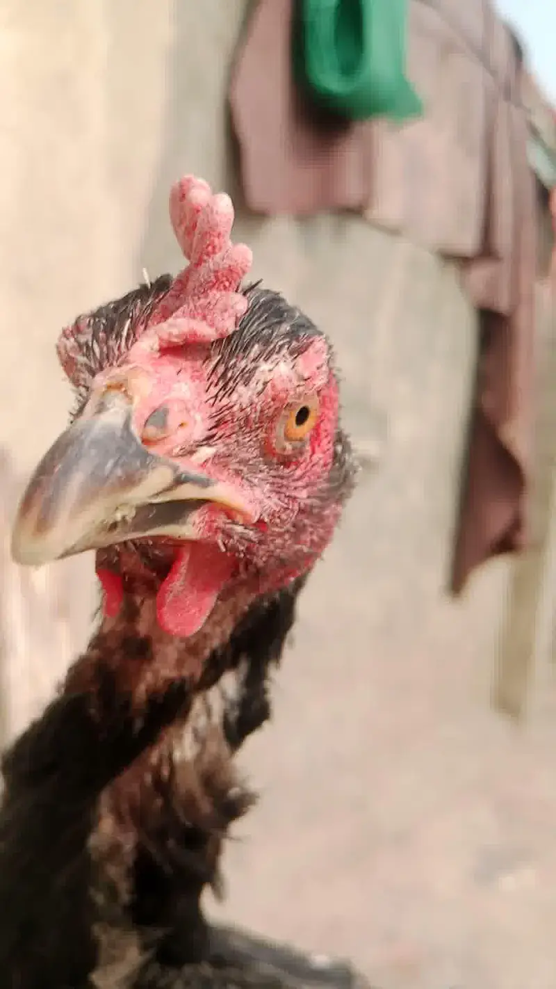 3 Supreme Quilaty Hens Available from Burmi, Pakoy & Vietnam bloodline — photo 6