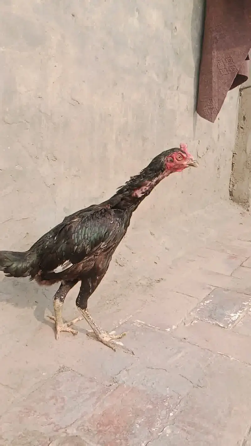 3 Supreme Quilaty Hens Available from Burmi, Pakoy & Vietnam bloodline — photo 7