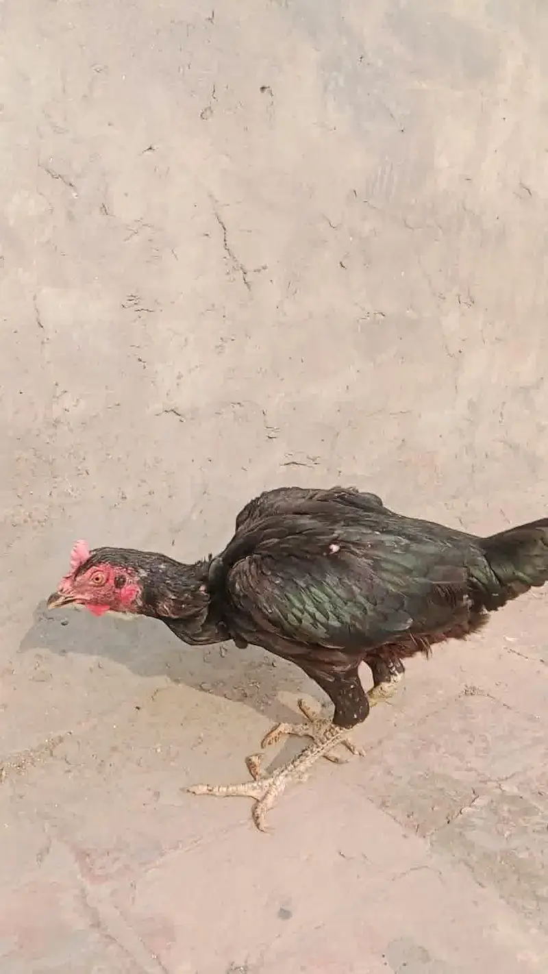 3 Supreme Quilaty Hens Available from Burmi, Pakoy & Vietnam bloodline — photo 8