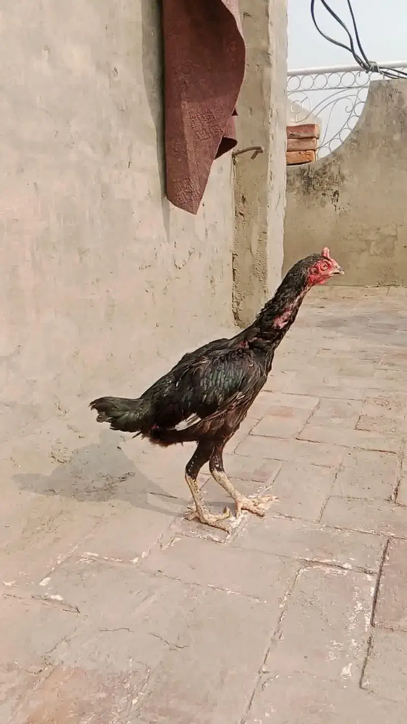 3 Supreme Quilaty Hens Available from Burmi, Pakoy & Vietnam bloodline — photo 9