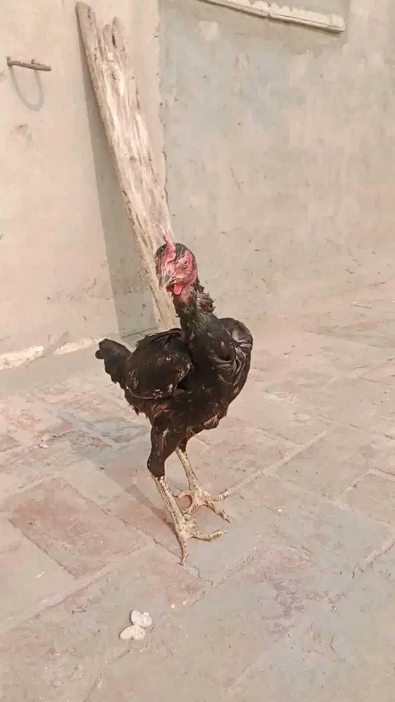3 Supreme Quilaty Hens Available from Burmi, Pakoy & Vietnam bloodline — photo 10
