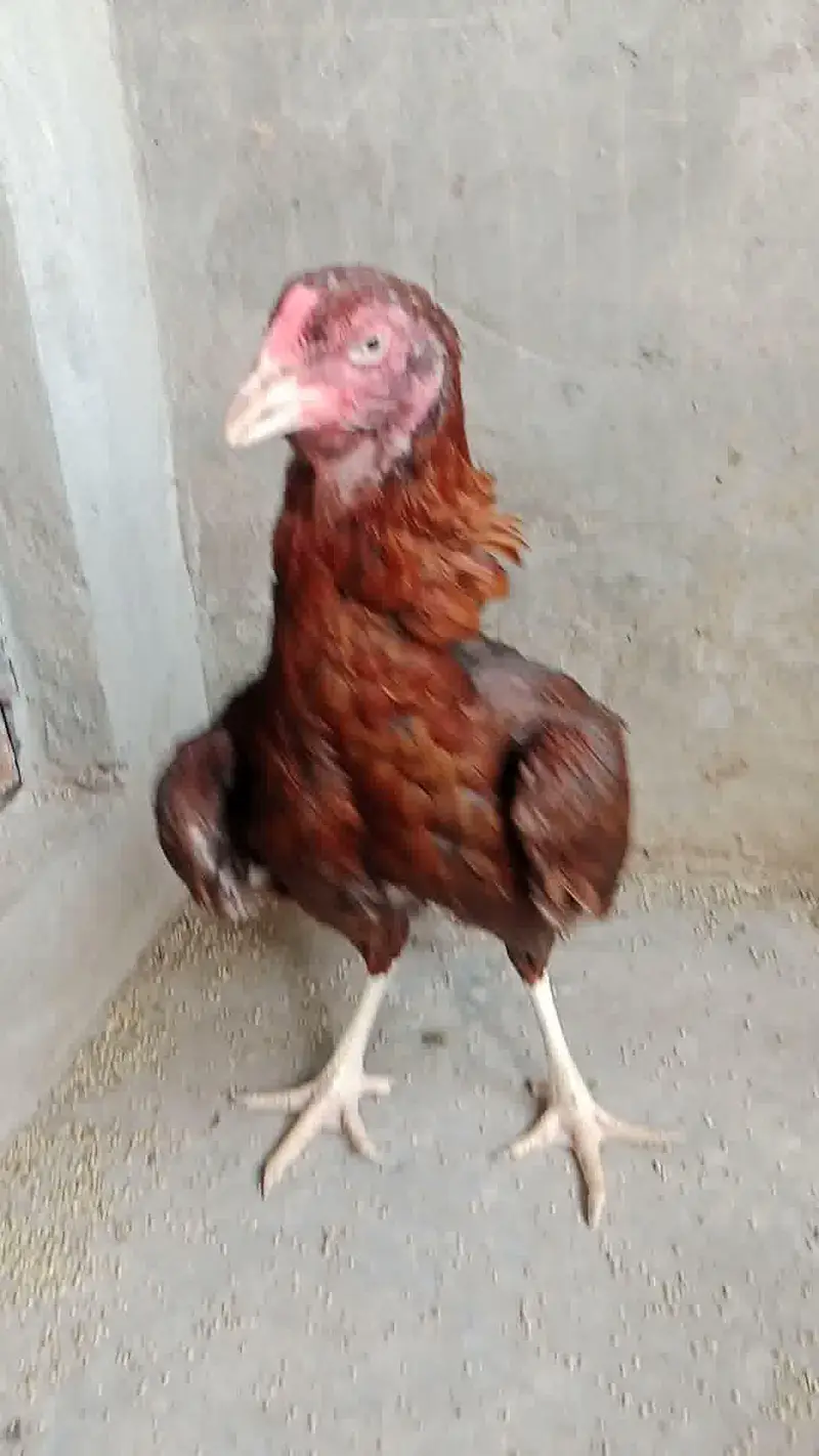 3 Supreme Quilaty Hens Available from Burmi, Pakoy & Vietnam bloodline — photo 11