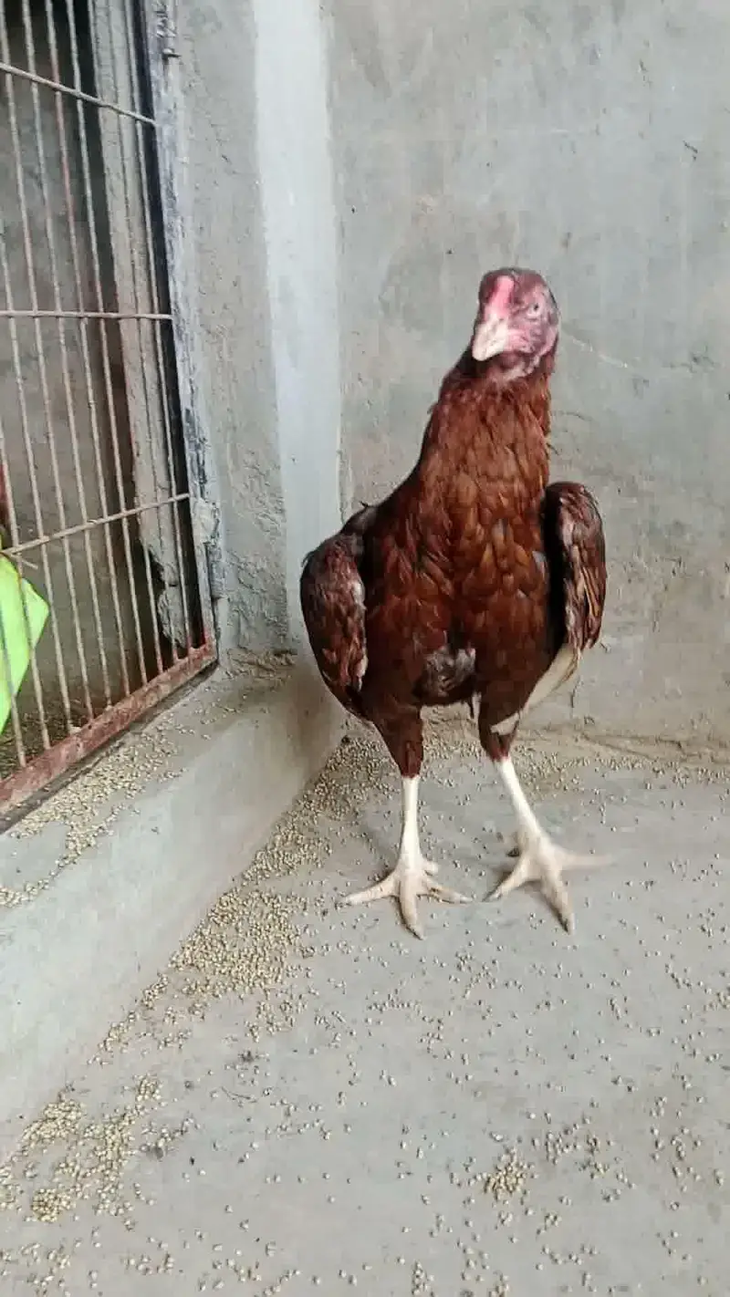 3 Supreme Quilaty Hens Available from Burmi, Pakoy & Vietnam bloodline — photo 12