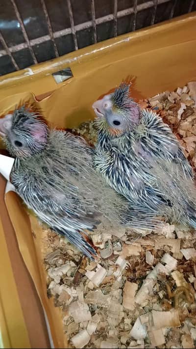 Cocktails chicks Available