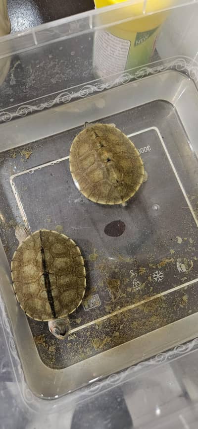 Turtles