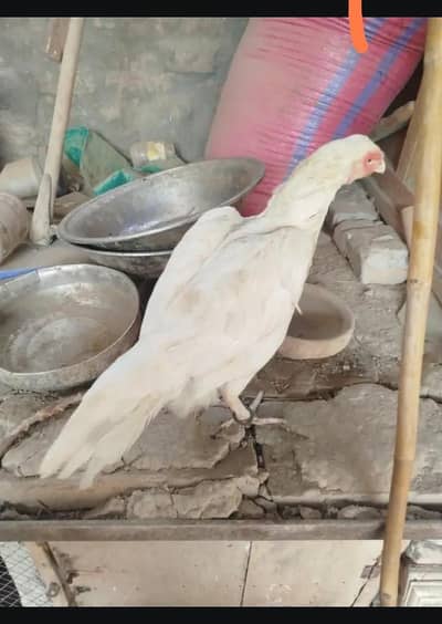 03325888301 Quality Heera Murghi for sale