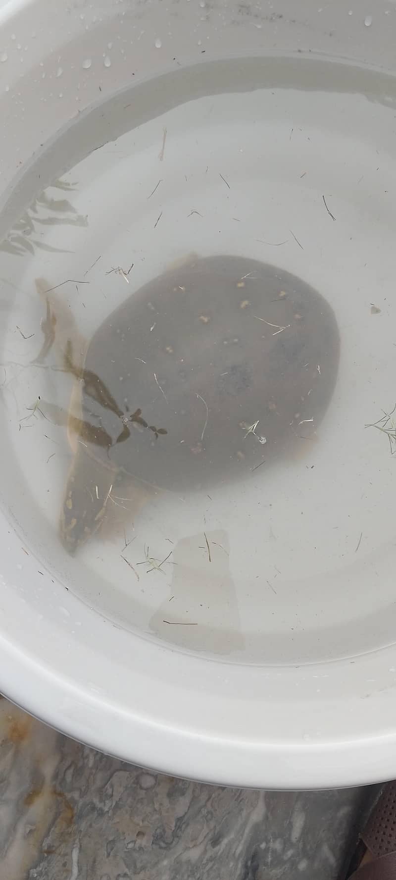 Turtles 0