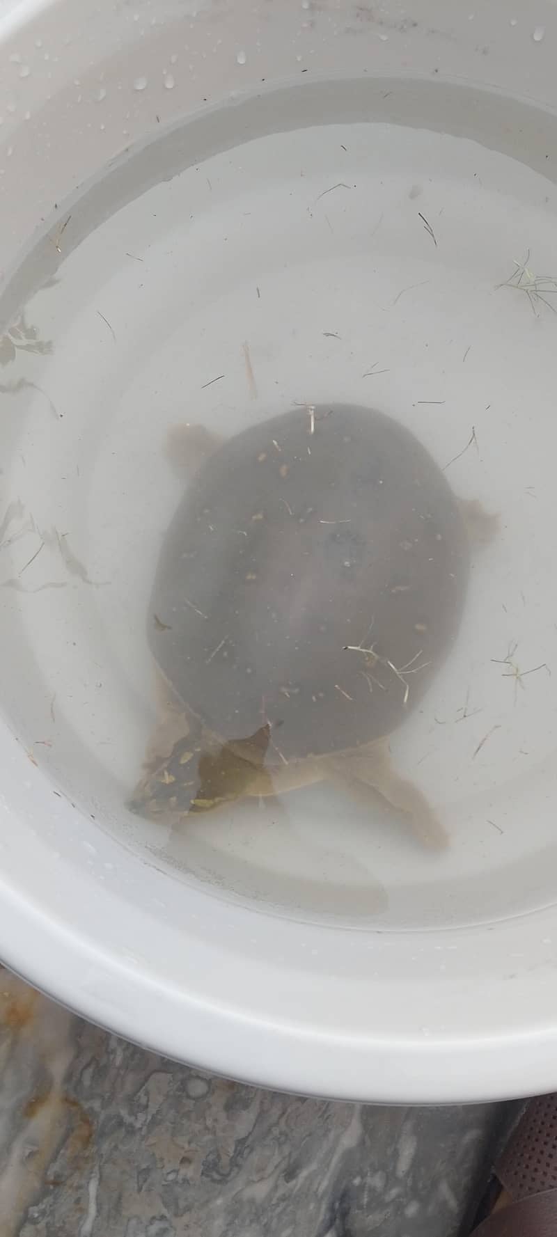 Turtles 1