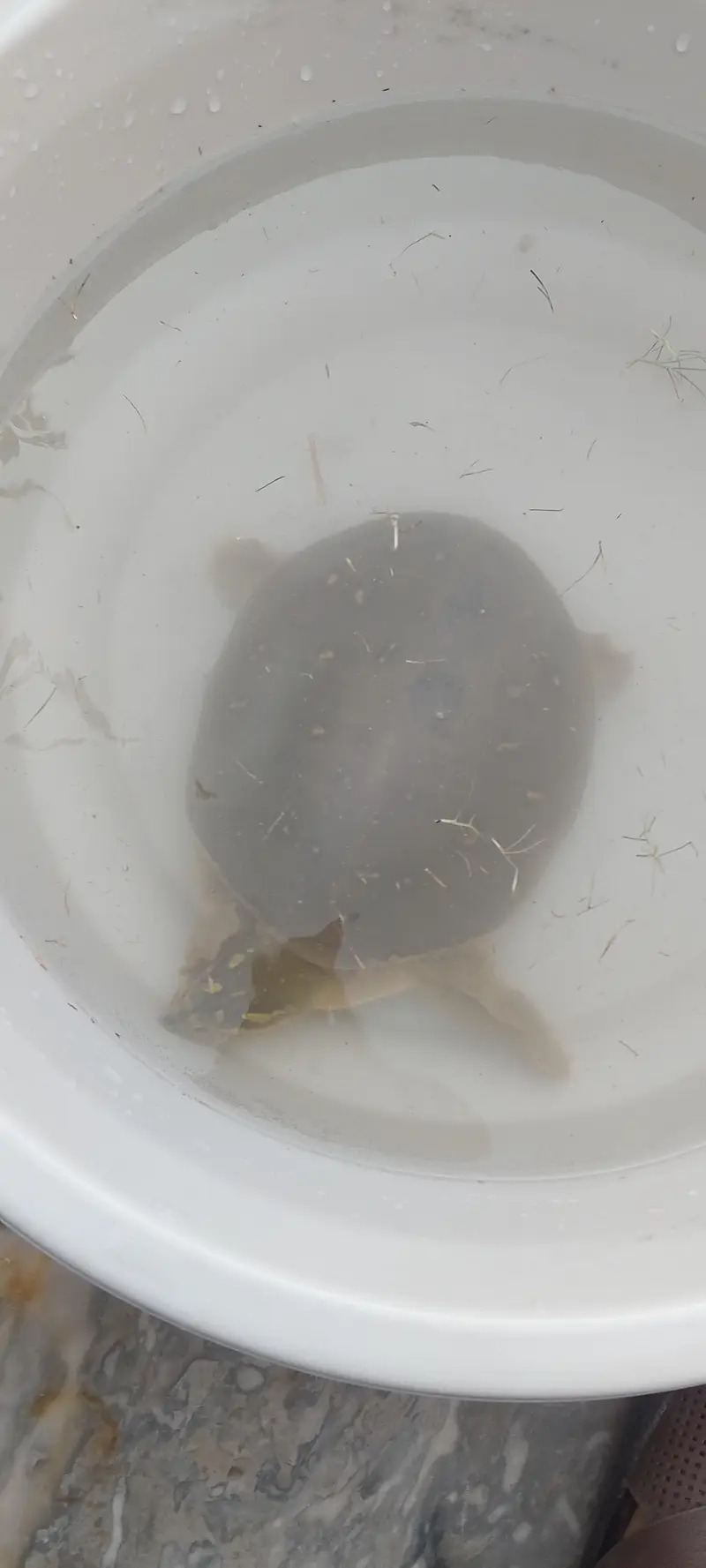 Turtles — photo 2