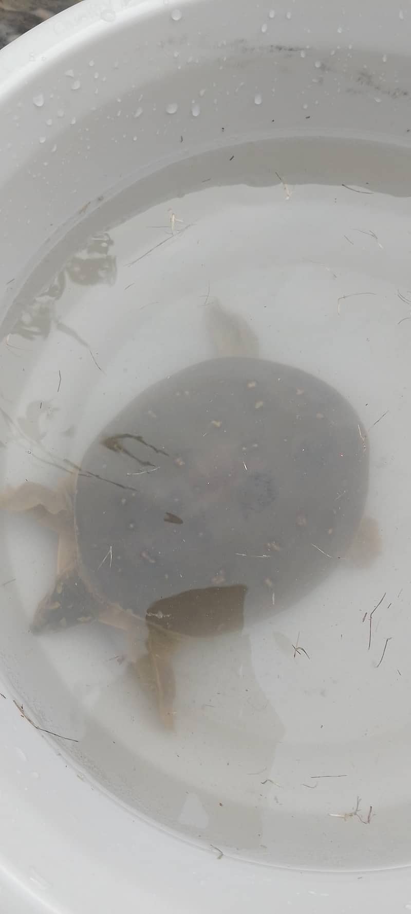 Turtles 2
