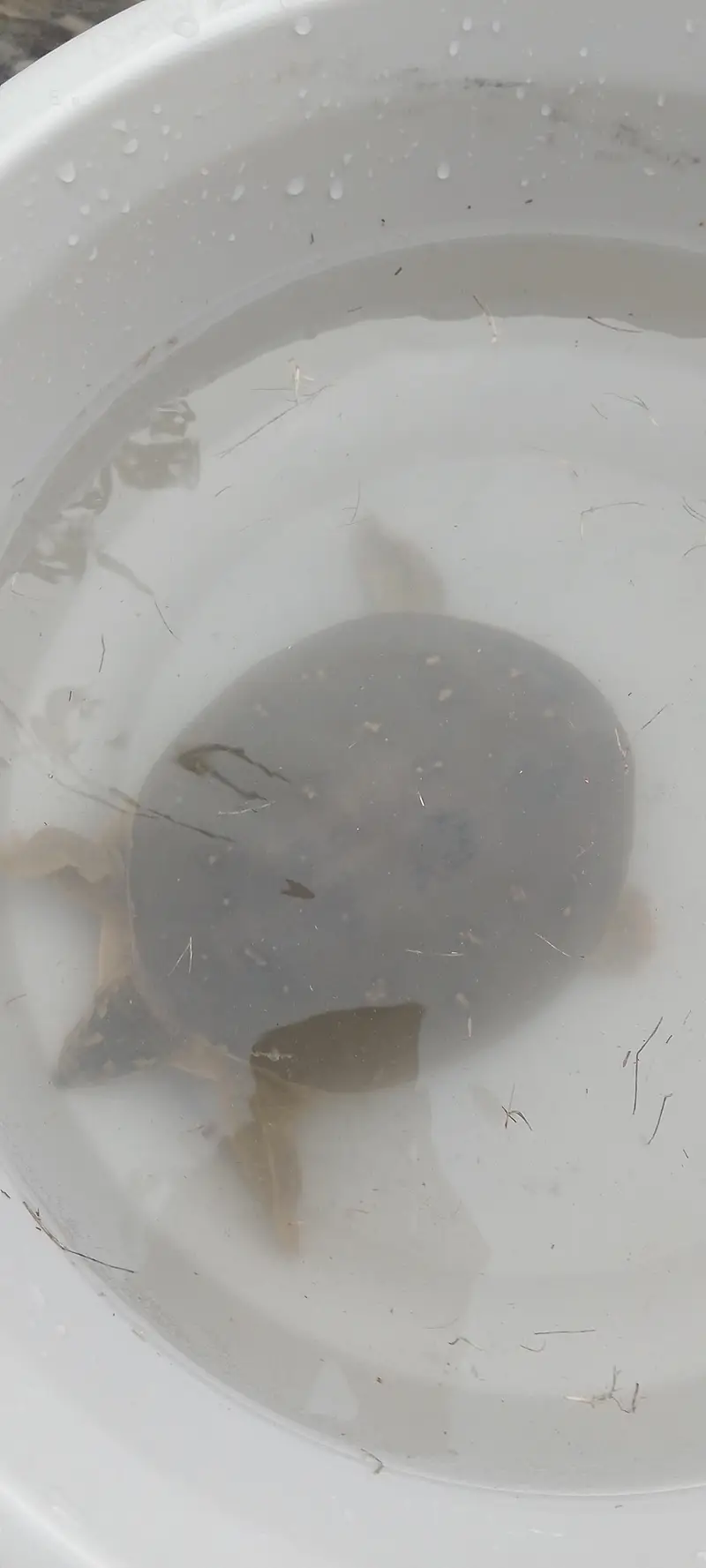 Turtles — photo 3