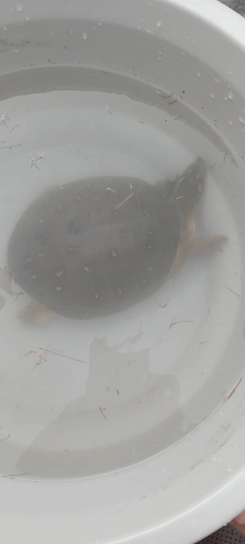 Turtles 3