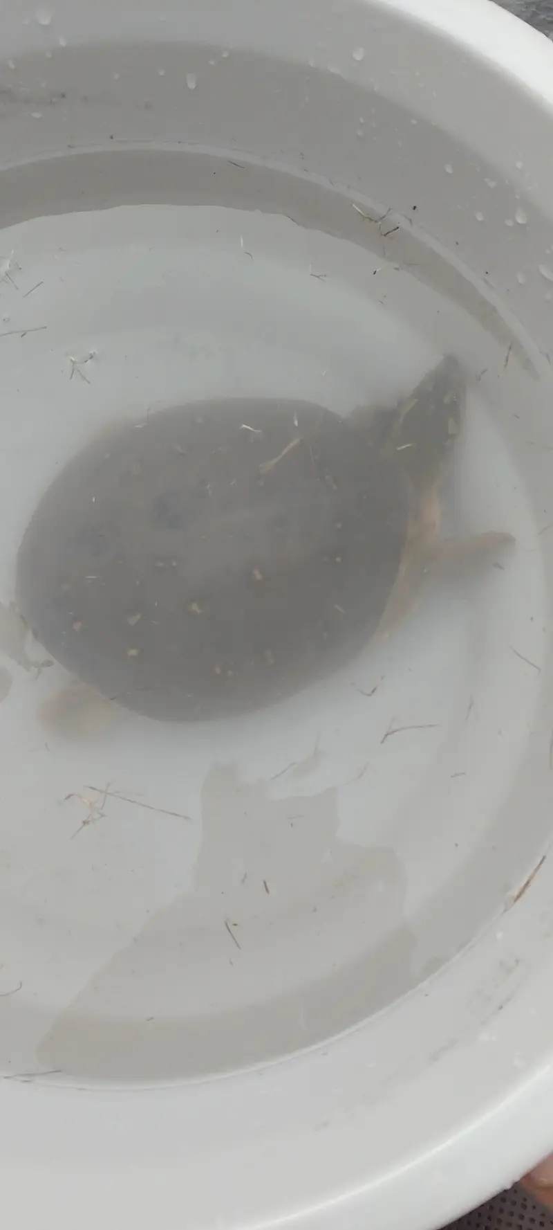 Turtles — photo 4