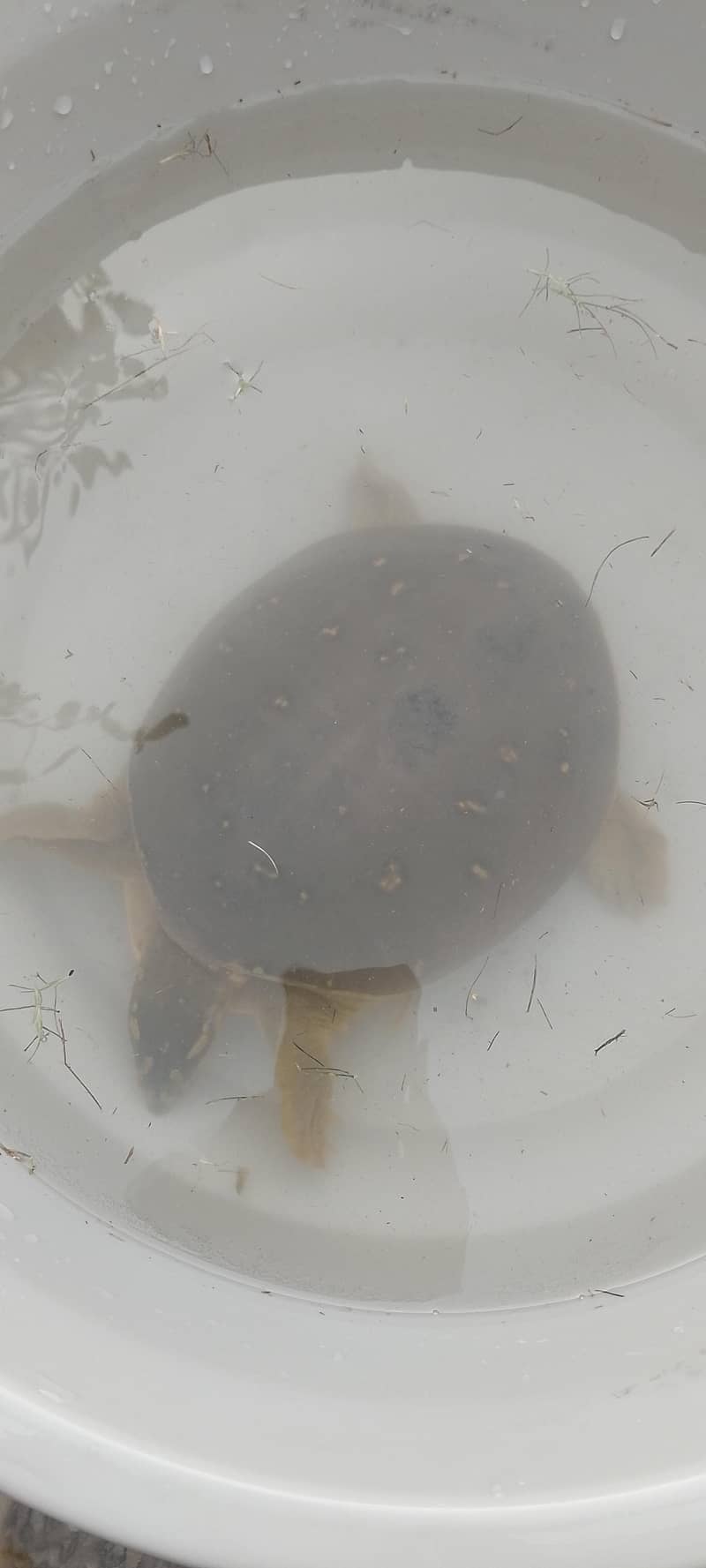 Turtles 4