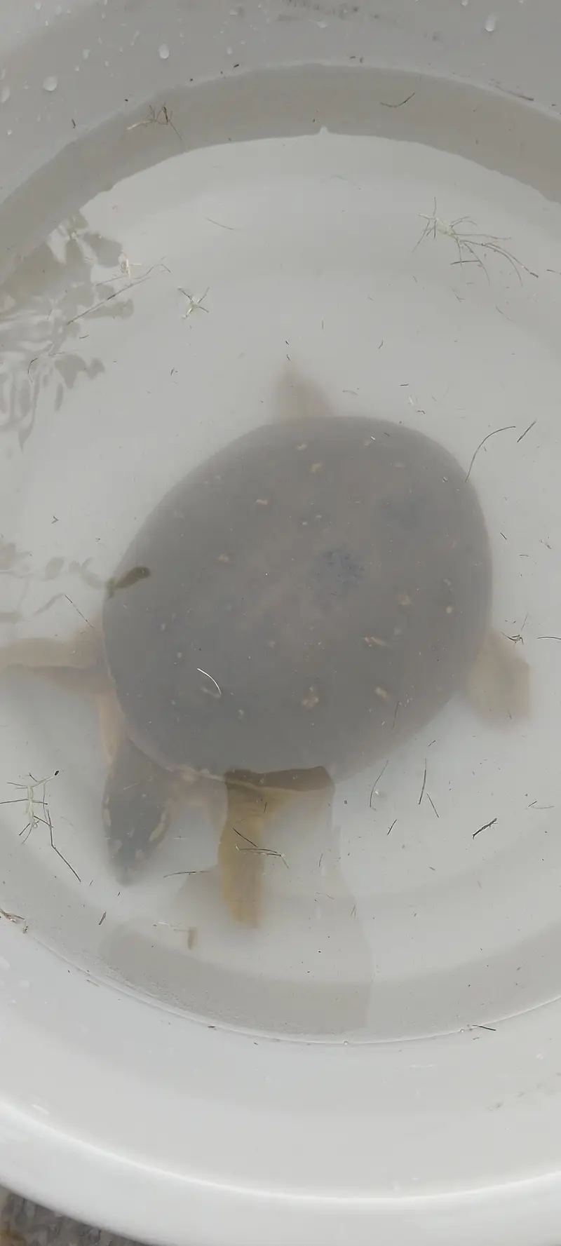 Turtles — photo 5