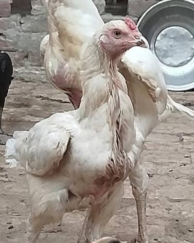 white madi blue eyes for sale heathy and active