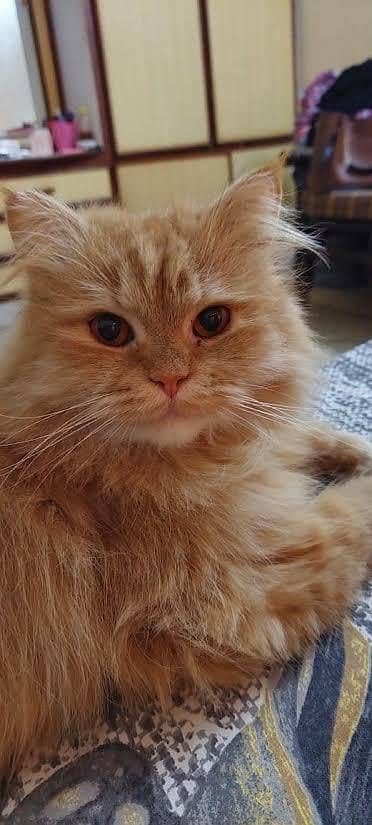 CAT • FOR • SALE