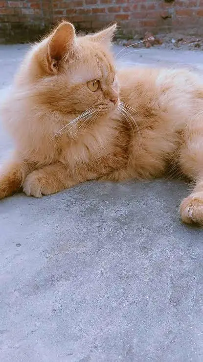CAT • FOR • SALE — photo 2