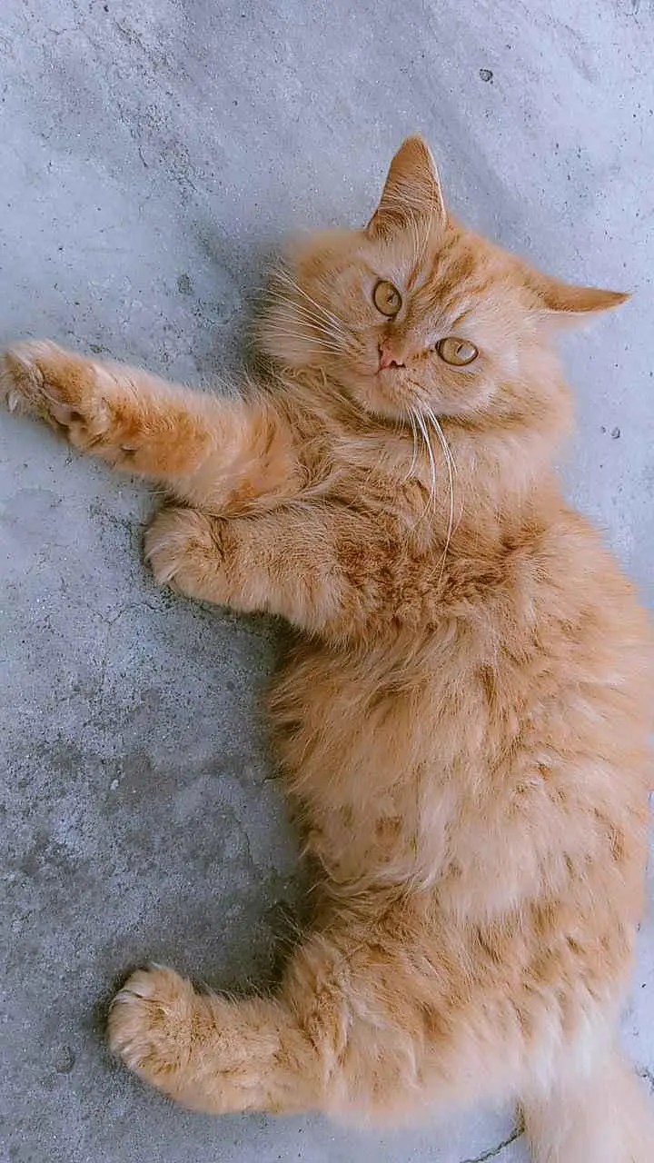 CAT • FOR • SALE — photo 3