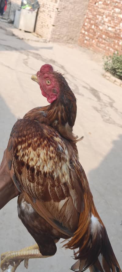 Beautiful  For Sale - 12 Months Old