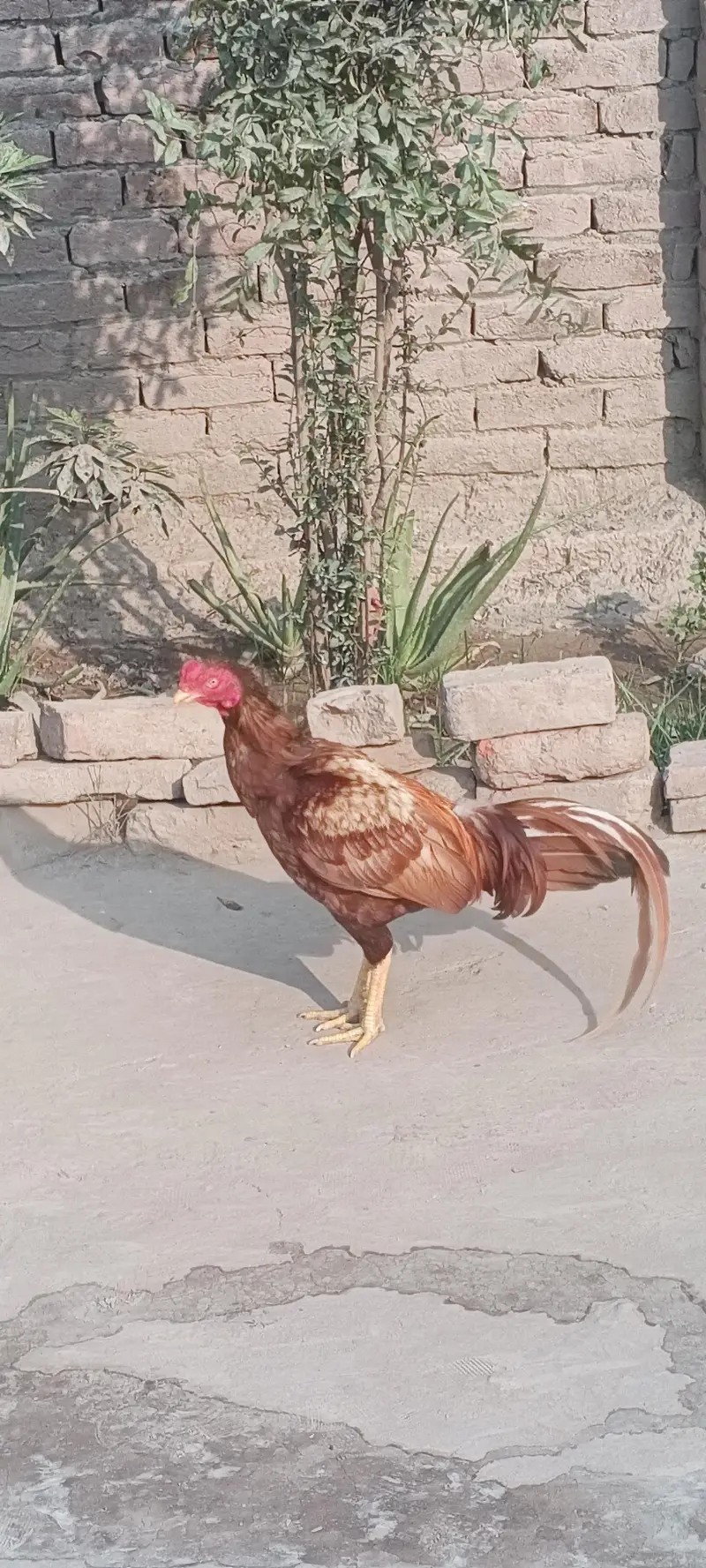 Beautiful  For Sale - 12 Months Old — photo 2