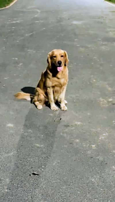 golden retriever pedigree male available for sale and stud top quality