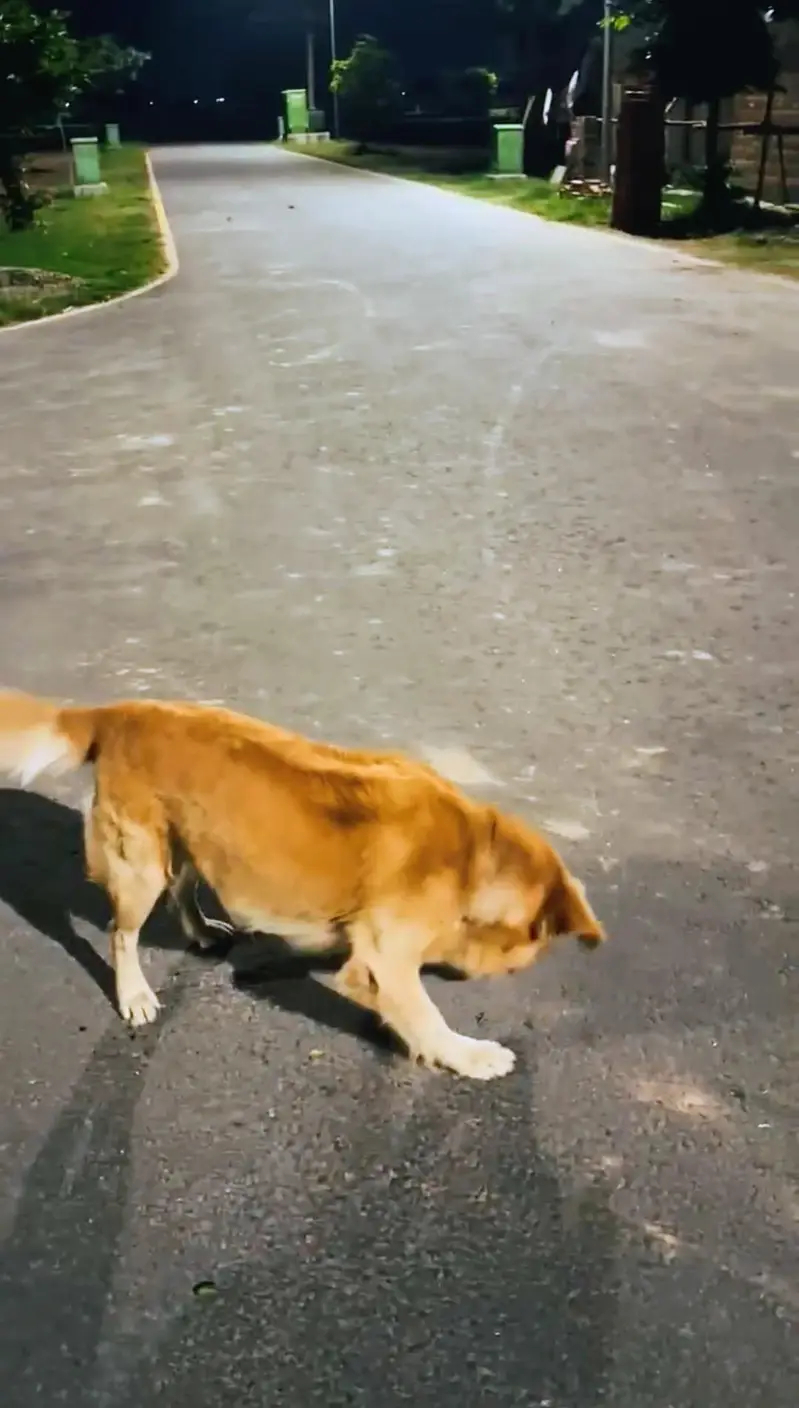 golden retriever pedigree male available for sale and stud top quality — photo 2