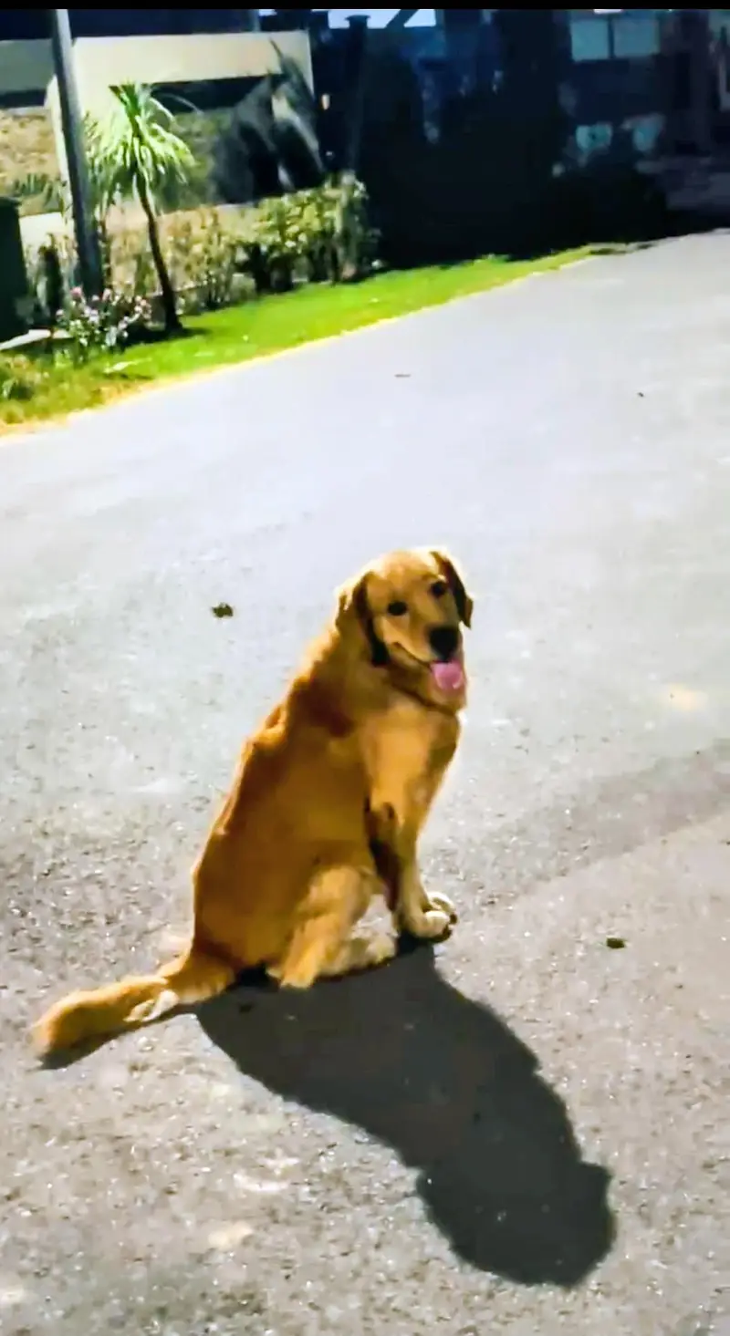 golden retriever pedigree male available for sale and stud top quality — photo 3
