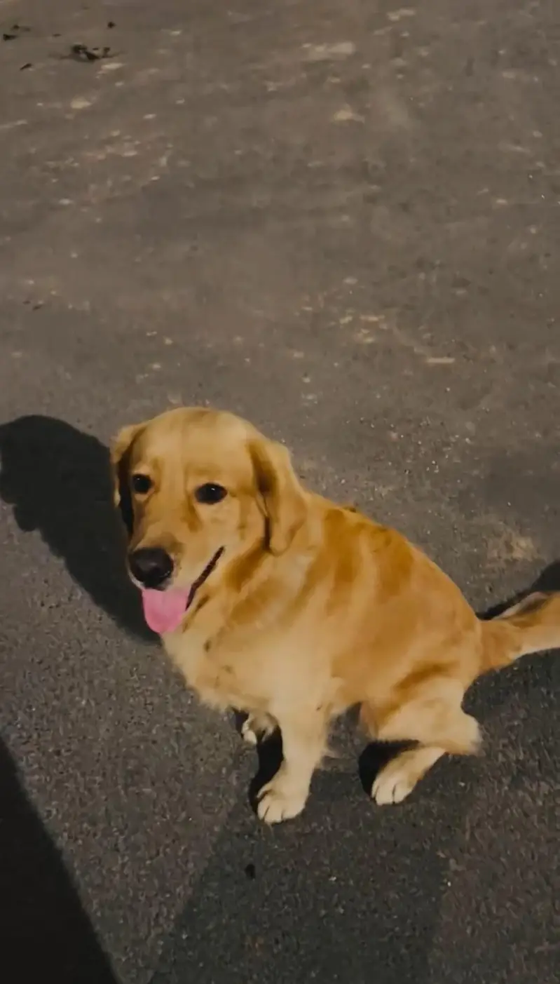 golden retriever pedigree male available for sale and stud top quality — photo 5