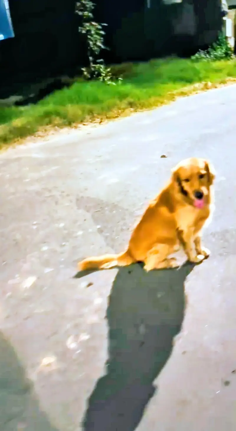 golden retriever pedigree male available for sale and stud top quality — photo 6