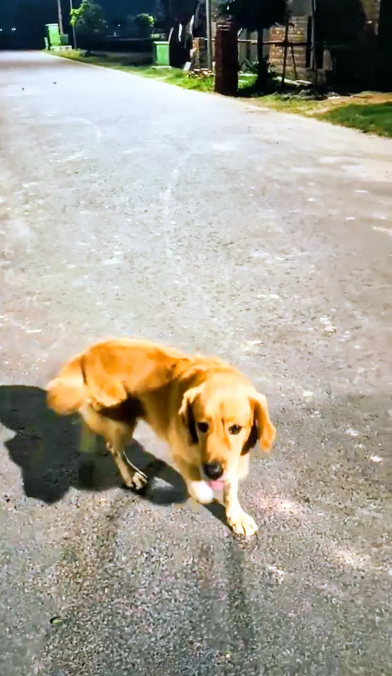 golden retriever pedigree male available for sale and stud top quality — photo 7