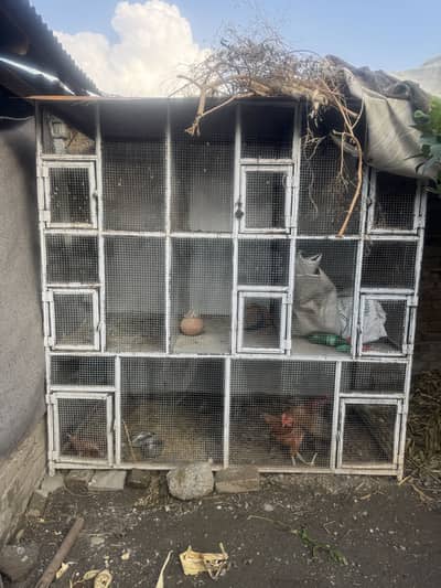 Birds