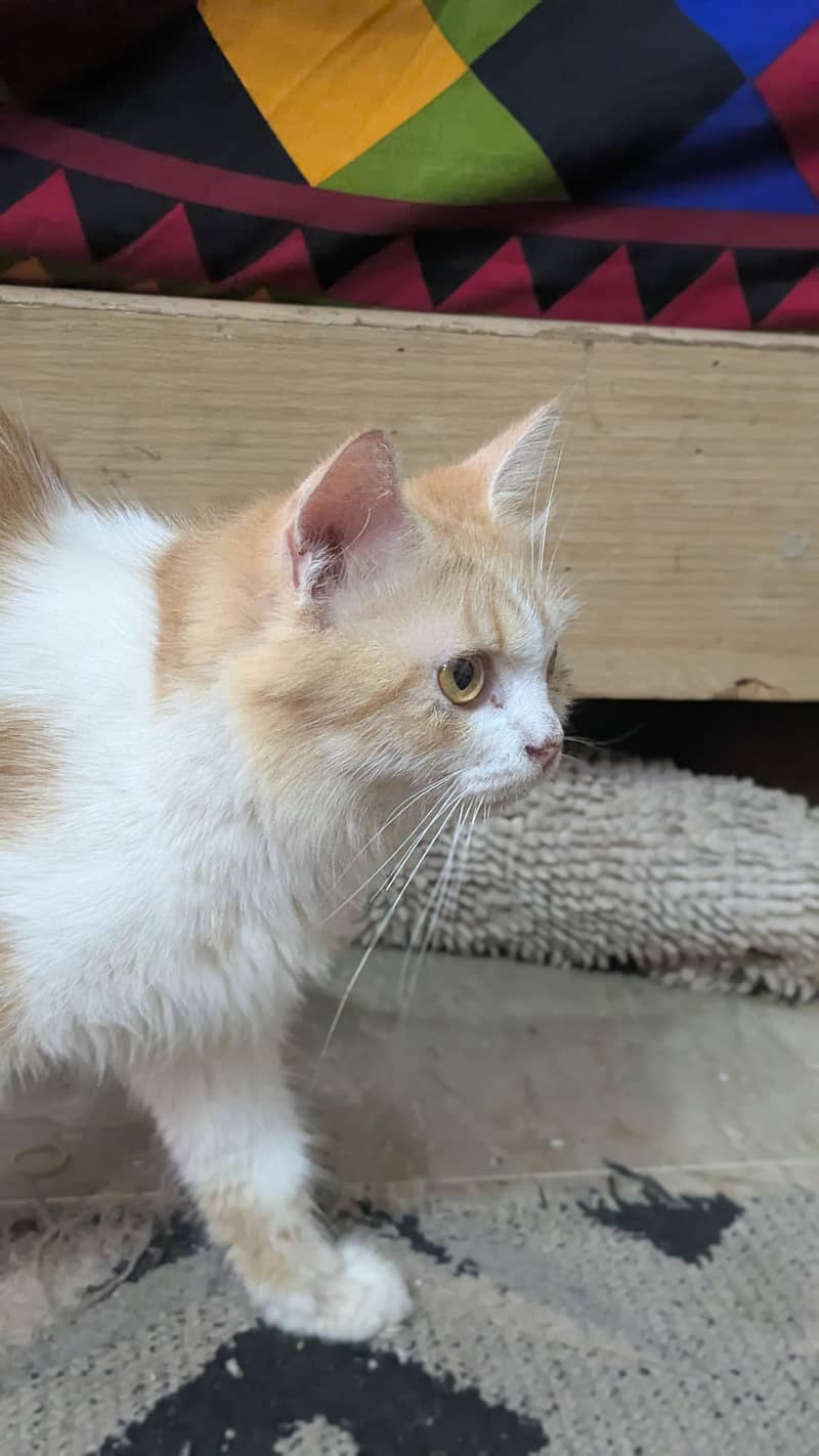 Breeding Cat 0