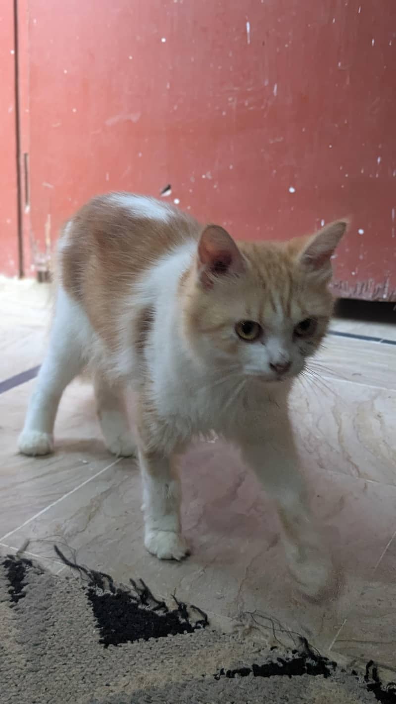 Breeding Cat 1