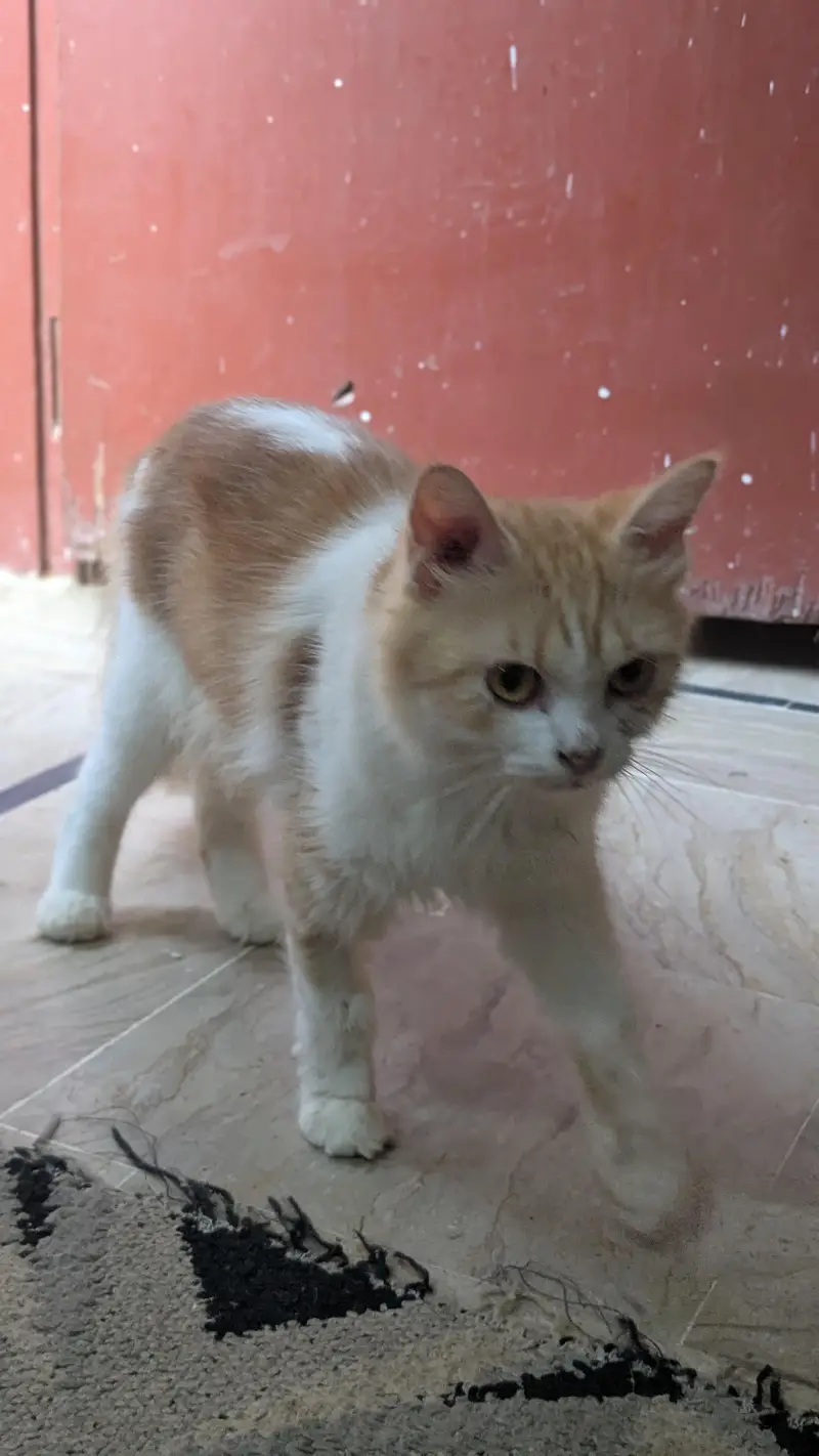 Breeding Cat — photo 2