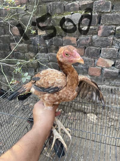 Aseel murgiye for sale