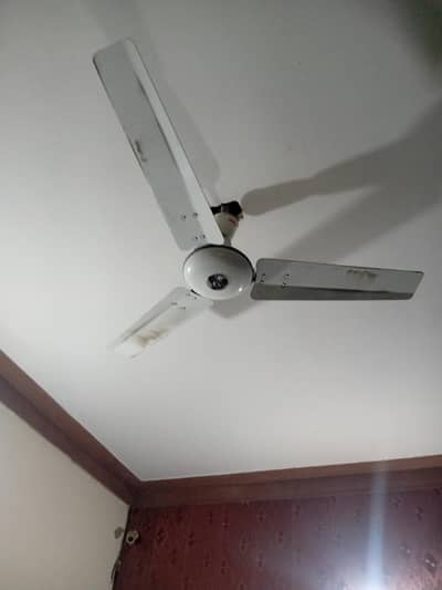 Royal Fans. Only 3 years used.