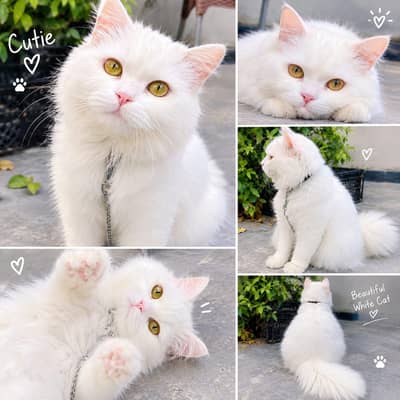 Precious little kitty looking for a loving home .