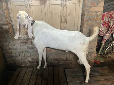 Breeder rajanpuri beetal bakra