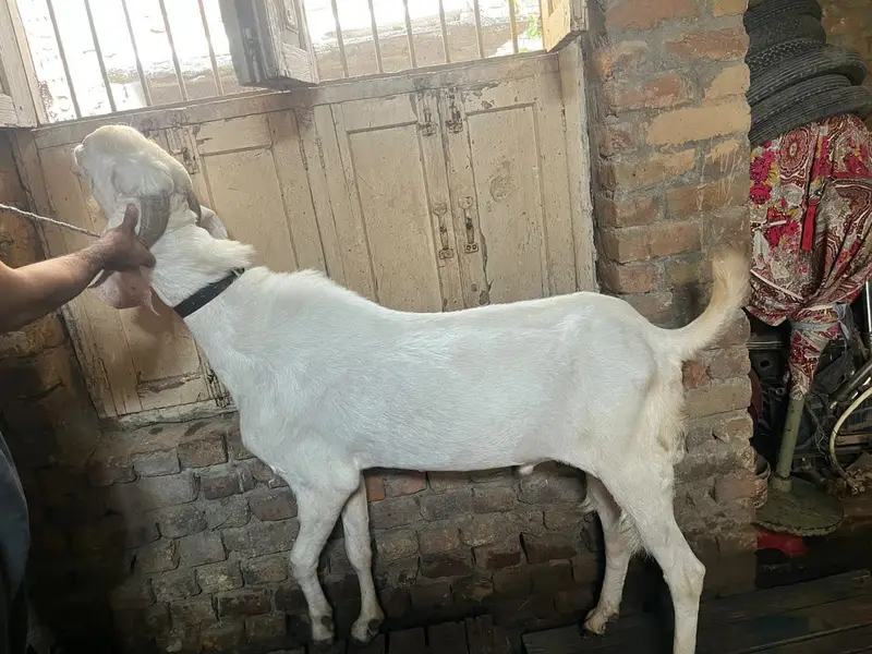Breeder rajanpuri beetal bakra — photo 2