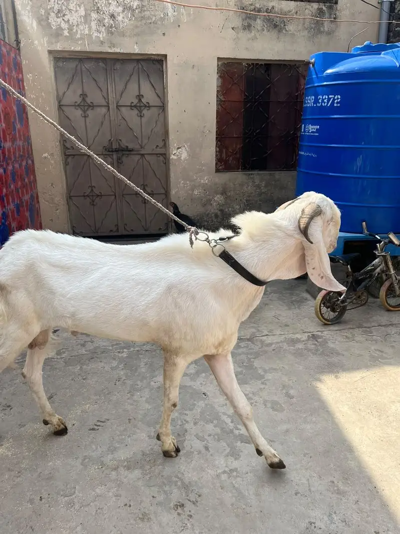 Breeder rajanpuri beetal bakra — photo 3
