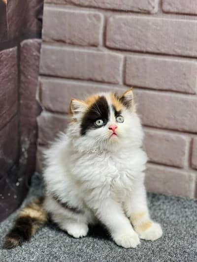 cash on delivery available Persian punch face cat kitten