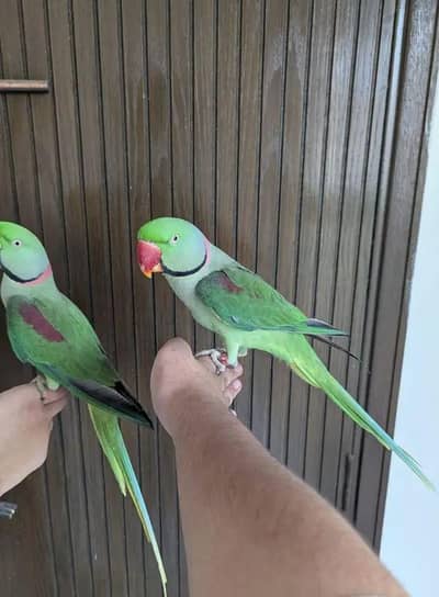 Full Size - Hand Tame`  `Rao Parrot Breeder - Ghar Ka Pala Hua`