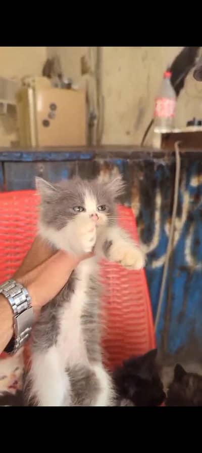 Whatsapp 0332*720*1893 For 2 kittns
